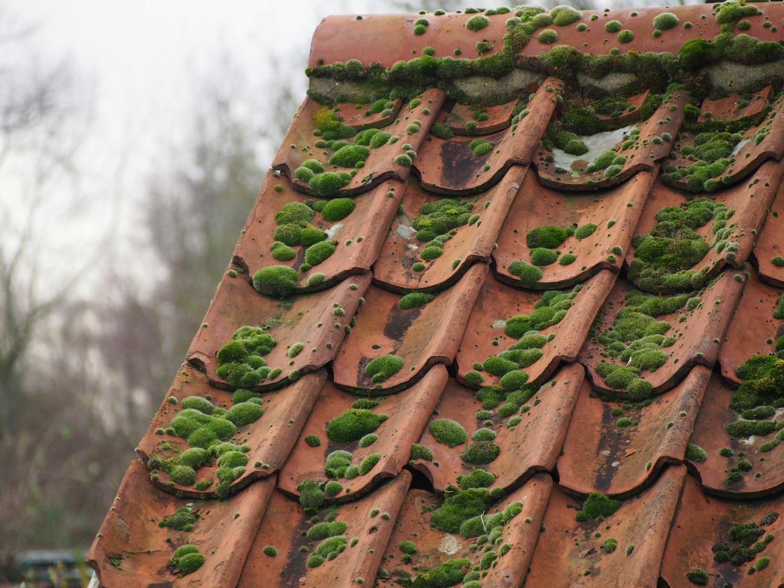 Moss and lichen established on roof tiles, the growth that soft washing removes